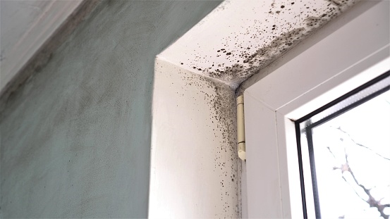 Gaining Expertise in Mold Management: Strategies to Reduce the Risk of Mold Accidents